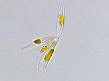 Phaeodactylum tricornutum